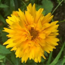Coreopsis grandiflora 'Early Sunrise' - kráska veľkokvetá 'Early Sunrise'