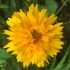 Coreopsis grandiflora 'Early Sunrise' - kráska veľkokvetá 'Early Sunrise'