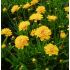 Coreopsis grandiflora 'Early Sunrise' - kráska veľkokvetá 'Early Sunrise'