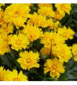 Coreopsis grandiflora 'Presto' - kráska veľkokvetá 'Presto'