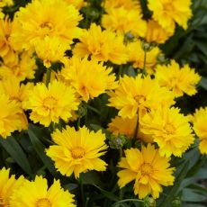 Coreopsis grandiflora 'Presto' - kráska veľkokvetá 'Presto'