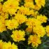 Coreopsis grandiflora 'Presto' - kráska veľkokvetá 'Presto'