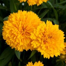 Coreopsis grandiflora 'Solana Golden Sphere' - kráska veľkokvetá 'Solana Golden Sphere'