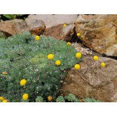 Cotula hispida - machovec plstnatý