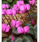 Cyclamen coum - cyklámen guľatý