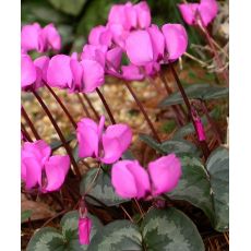 Cyclamen coum - cyklámen guľatý
