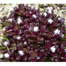Delosperma alpinum