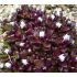 Delosperma alpinum