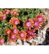 Delosperma 'Fire Spinner'