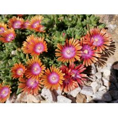 Delosperma 'Fire Spinner'
