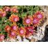 Delosperma 'Fire Spinner'