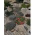 Delosperma 'Fire Spinner'