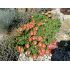 Delosperma 'Fire Spinner'