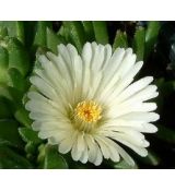 Delosperma basuticum 'White Nugget'