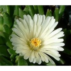 Delosperma basuticum 'White Nugget'