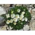 Delosperma basuticum 'White Nugget'