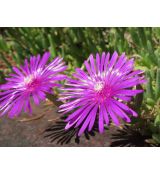Delosperma cooperi