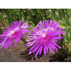 Delosperma cooperi