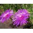 Delosperma cooperi