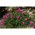 Delosperma cooperi