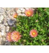 Delosperma 'Keladis'