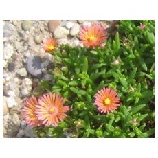 Delosperma 'Keladis'