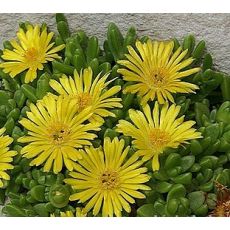 Delosperma nubigeum