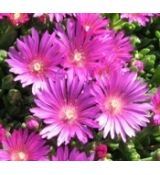 Delosperma 'Sani Pass'
