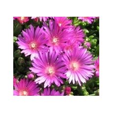 Delosperma 'Sani Pass'