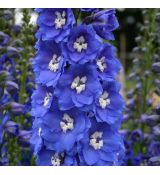 Delphinium × pacific-hybrid 'Blue Bird' - stračonôžka 'Blue Bird'