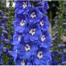 Delphinium × pacific-hybrid 'Blue Bird' - stračonôžka 'Blue Bird'