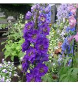 Delphinium × pacific-hybrid 'Black Knight' - stračonôžka 'Black Knight'