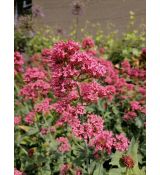 Centranthus ruber var. coccineus - centrant červený