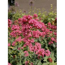 Centranthus ruber var. coccineus - centrant červený