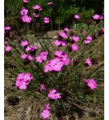 Dianthus carthusianorum - klinček kartuziánsky