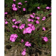 Dianthus carthusianorum - klinček kartuziánsky