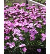 Dianthus carthusianorum 'Rupert's Pink' - klinček kartuziánsky 'Rupert's Pink'