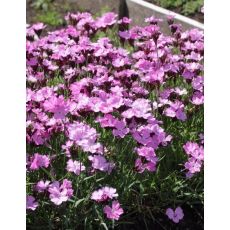 Dianthus carthusianorum 'Rupert's Pink' - klinček kartuziánsky 'Rupert's Pink'