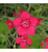 Dianthus deltoides 'Flashing Light' - klinček slzičkový 'Flashing Light'