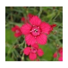 Dianthus deltoides 'Flashing Light' - klinček slzičkový 'Flashing Light'