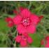 Dianthus deltoides 'Flashing Light' - klinček slzičkový 'Flashing Light'