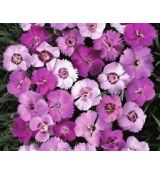 Dianthus gratianopolitanus 'Grandiflorus' - klinček sivý  'Grandiflorus'