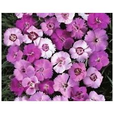 Dianthus gratianopolitanus 'Grandiflorus' - klinček sivý  'Grandiflorus'