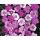 Dianthus gratianopolitanus 'Grandiflorus' - klinček sivý  'Grandiflorus'