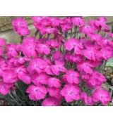 Dianthus gratianopolitanus 'Whatfield Magenta' - klinček sivý 'Whatfield Magenta'