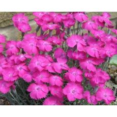 Dianthus gratianopolitanus 'Whatfield Magenta' - klinček sivý 'Whatfield Magenta'