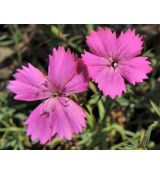 Dianthus haematocalyx subsp. pindicola - klinček