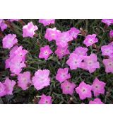 Dianthus gratianopolitanus 'La Bourboule' - klinček sivý 'La Bourboule'