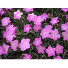 Dianthus gratianopolitanus 'La Bourboule' - klinček sivý 'La Bourboule'
