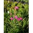 Dianthus deltoides 'Roseus' - klinček slzičkový 'Roseus'
